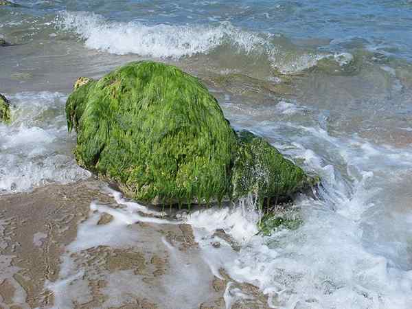 Chlorofytes kenmerken, habitat, reproductie, voedsel