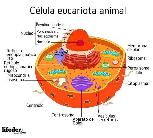 Cellule eukaryotique