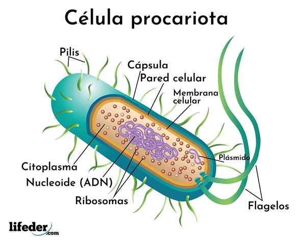 Prokaryot cell