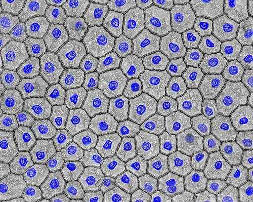 Caractéristiques des cellules endothéliales, structure, types, fonctions