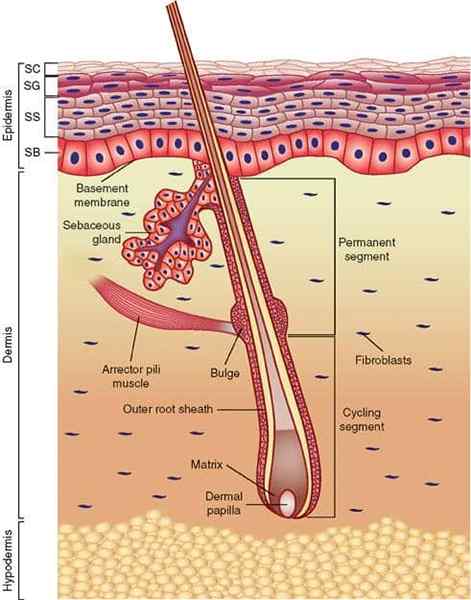 Ciri -ciri sel, fungsi, analisis