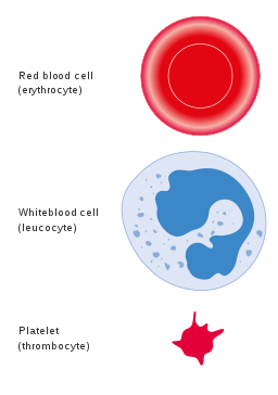 Tipi di cellule del sangue, caratteristiche e funzioni