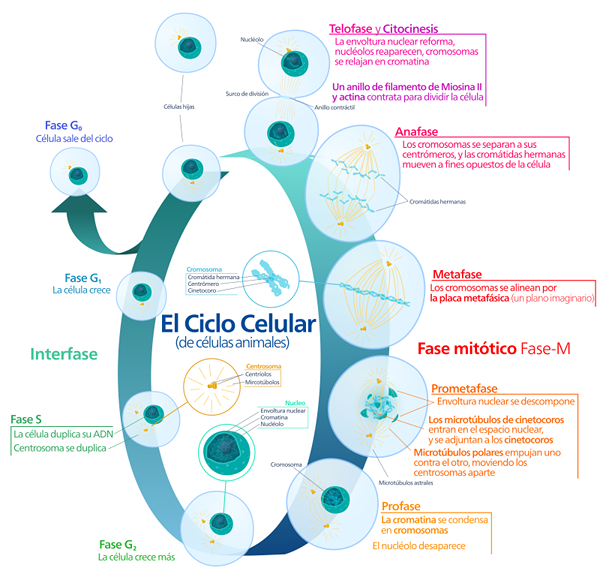 Kako se mehanizmi dedovanja pojavljajo skozi celični cikel?