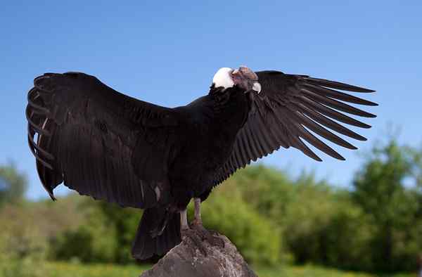 Condor of the Andes Ciri -ciri, Habitat, Pembiakan