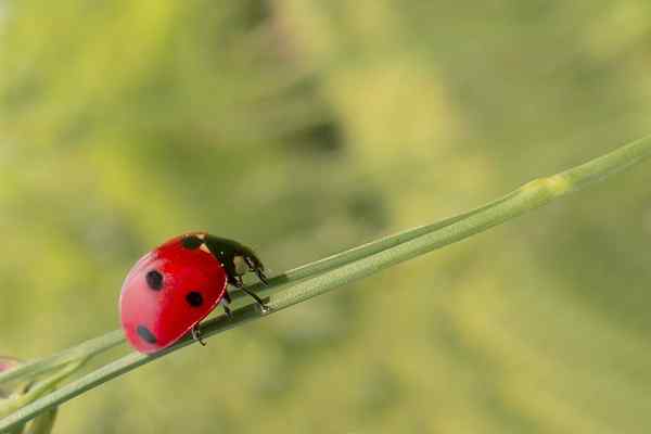 Coccinella septempunctata -kenmerken, habitat, reproductie