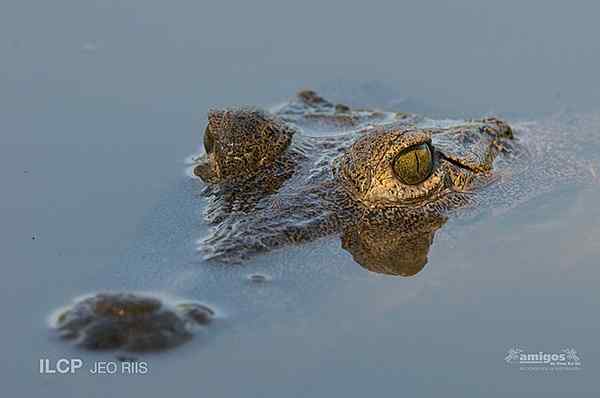 Caractéristiques des crocodiles mexicains, habitat, reproduction, nourriture