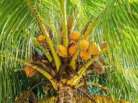 Nucifera Coconos -egenskaper, habitat, bruk, omsorg