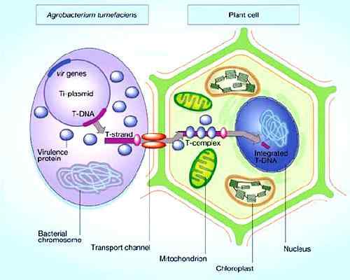 Processo de conjugação bacteriana, estrutura e fatores