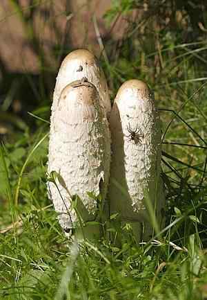 Coprinus comatus Merkmale, Reproduktion, Lebensraum