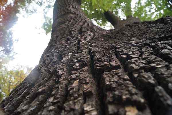 Caratteristiche della corteccia dell'albero, composizione, funzioni