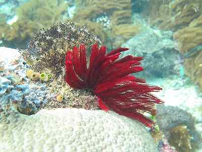 Crinoïde kenmerken, morfologie, reproductie, soort