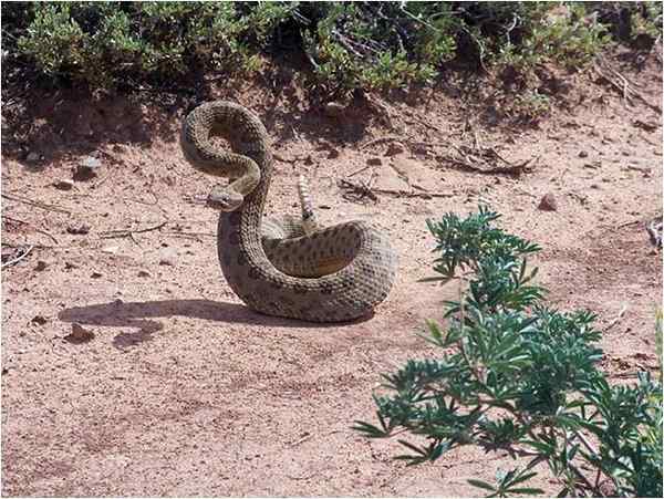 Crotalus triseriatusegenskaper, livsmiljö, reproduktion