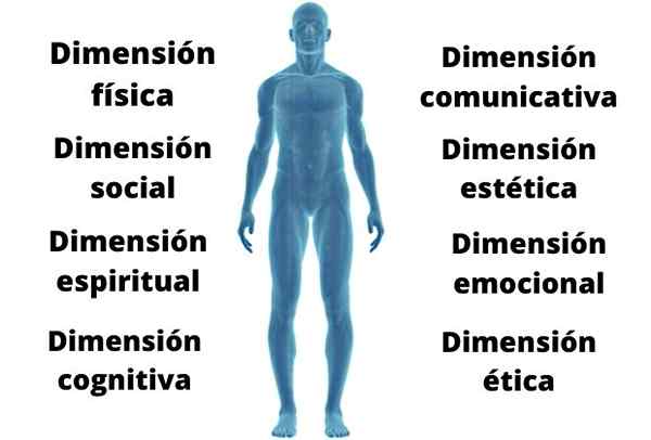 Was sind die Dimensionen des Menschen??