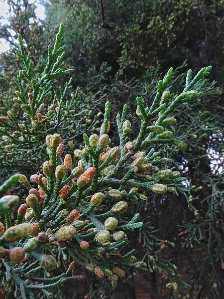 Cupressus lusitanica Caractéristiques, habitat, utilisations, ravageurs