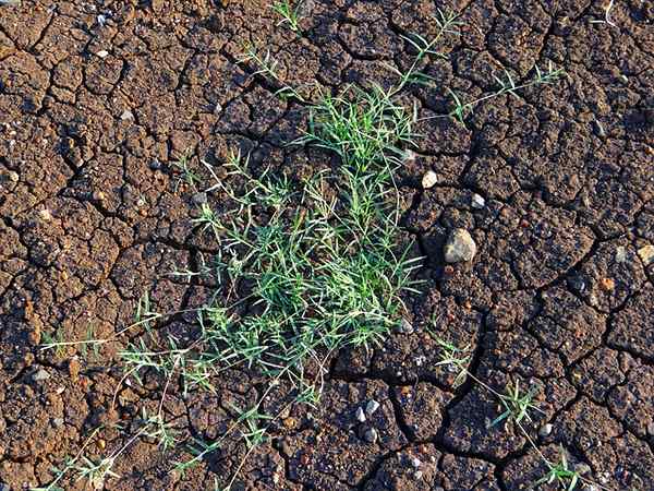 Karakteristik Dactylon Cynodon, Habitat, Siklus Hidup, Budidaya