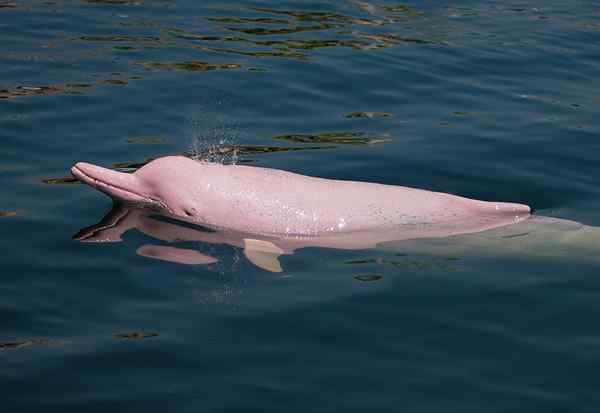 Características de golfinhos rosa, habitat, comida, comportamento