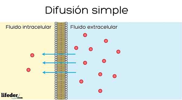 Semplice processo di diffusione ed esempi