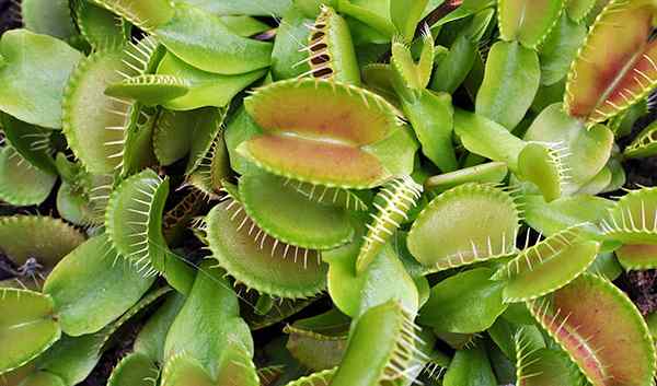 Dionaea Muscipulationseigenschaften, Lebensraum, Verteilung, Kultivierung