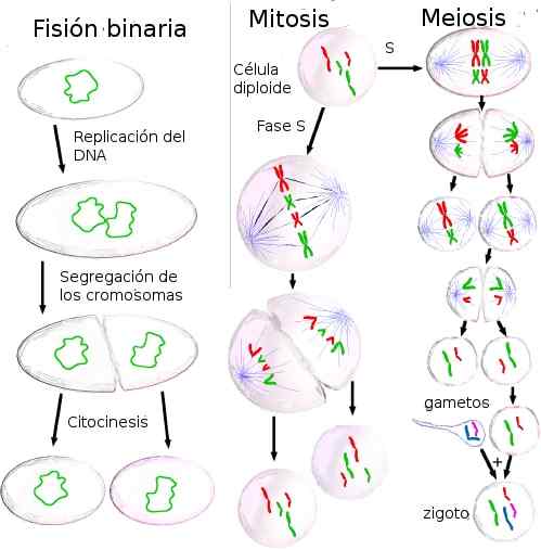 Types de division cellulaire, processus et importance