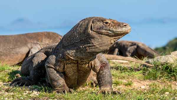 Komodo Dragon