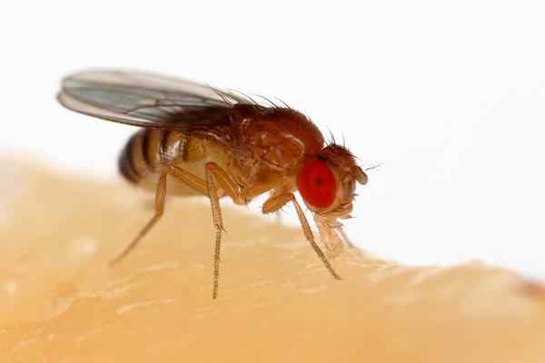 Charakteristiky Drosophila Melanogaster, genetika, životný cyklus