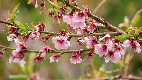 Caratteristiche di pesche, habitat, benefici, cure