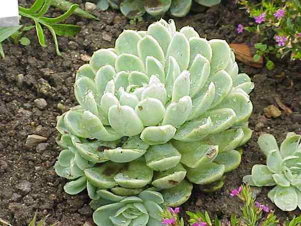 Echeveria elegans -egenskaper, habitat, reproduksjon, omsorg