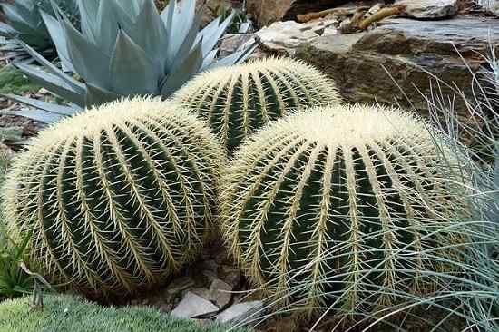 Ciri -ciri, penjagaan dan perosak Echinocactus Grusonii