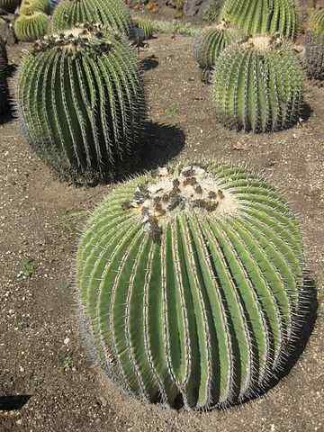 Echinocactus platyacanthus Caractéristiques, habitat, utilisations
