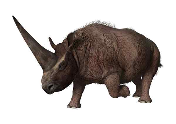 Caratteristiche di Easmotherium Sibiricum, habitat, fossili