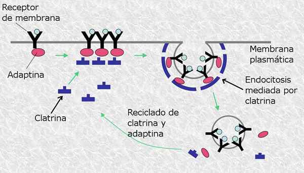 Endocytose médiée par le processus et les fonctions du récepteur