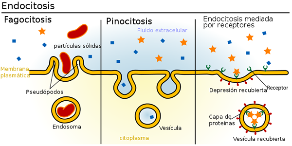 Endocytosstyper och deras egenskaper, funktioner, exempel