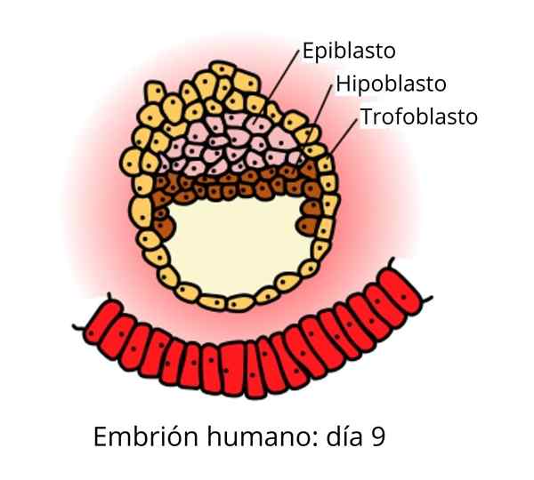 Épiblaste