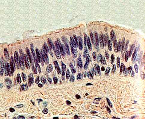 Cilindrische epitheel -kenmerken, typen, functies