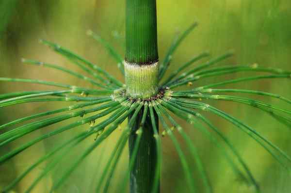 Características, habitat, espécie, cultivo