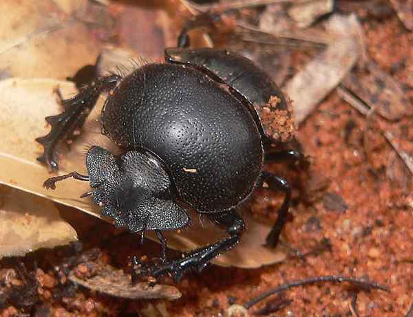 Caractéristiques de coléoptère pelotero, habitat, nourriture