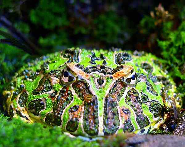 Características escolares comuns, habitat, reprodução