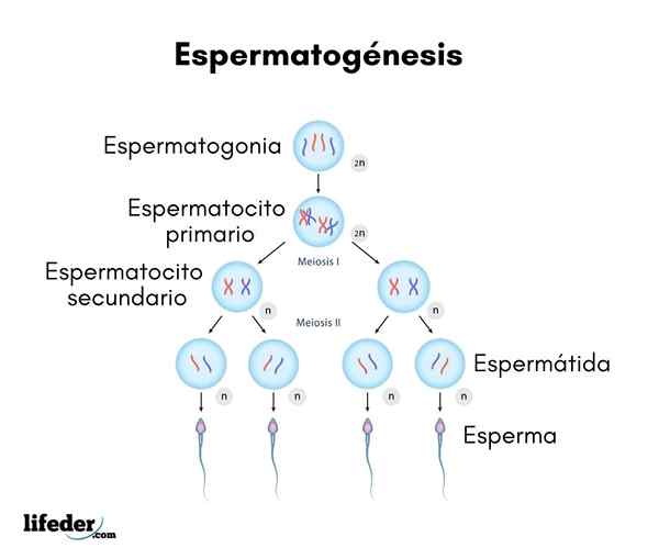 Spermatogeneesi