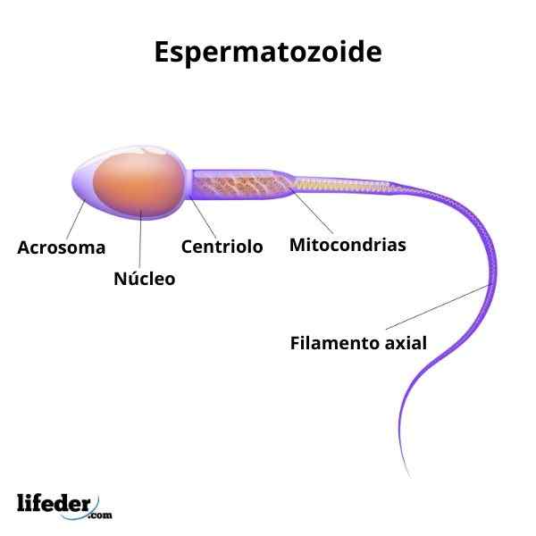 Funzioni di sperma, parti, ciclo di vita