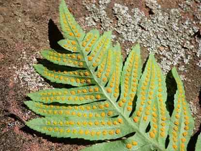 Caractéristiques, pièces et fonctions de Sporangio