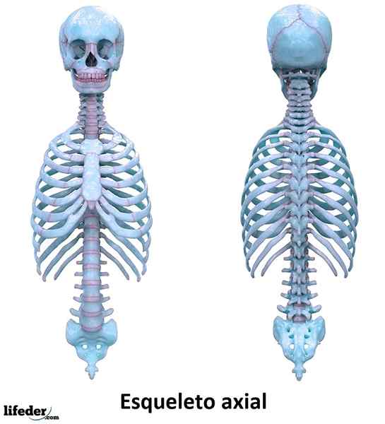 Scheletro assiale