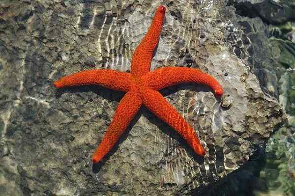 Caractéristiques des étoiles de mer, types, habitat, respiration