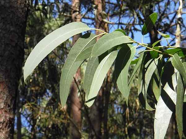 Eukalyptus globulusegenskaper, livsmiljö, betydelse och användning