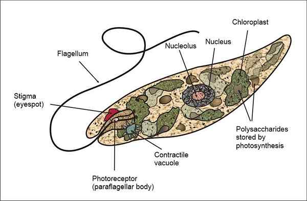 Características de Euglenophyta, reprodução, nutrição, classificação