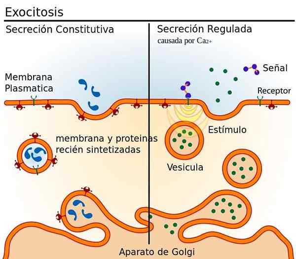 Exocytosis proces, typen, functies en voorbeelden