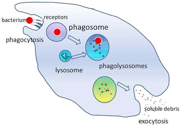 Caractéristiques, formation et fonctions de fagolisosoma