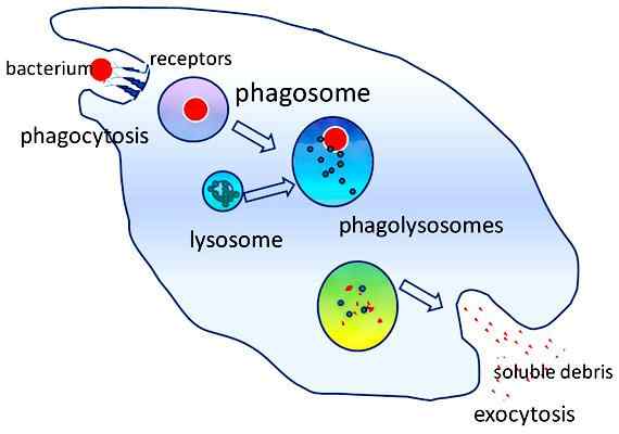 Caractéristiques, formation et fonctions du fagosome