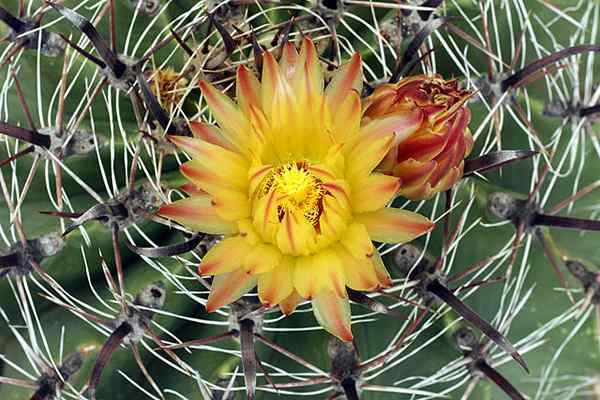 Ferocactus -egenskaper, habitat, avling, bruker