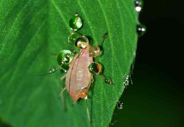 Bladluizenkenmerken, habitat, reproductie, voedsel