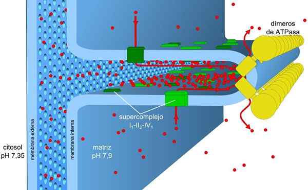 Oxidatieve fosforyleringsfasen, functies en remmers